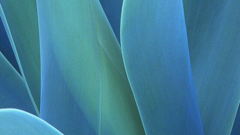 blue-green leaf textures