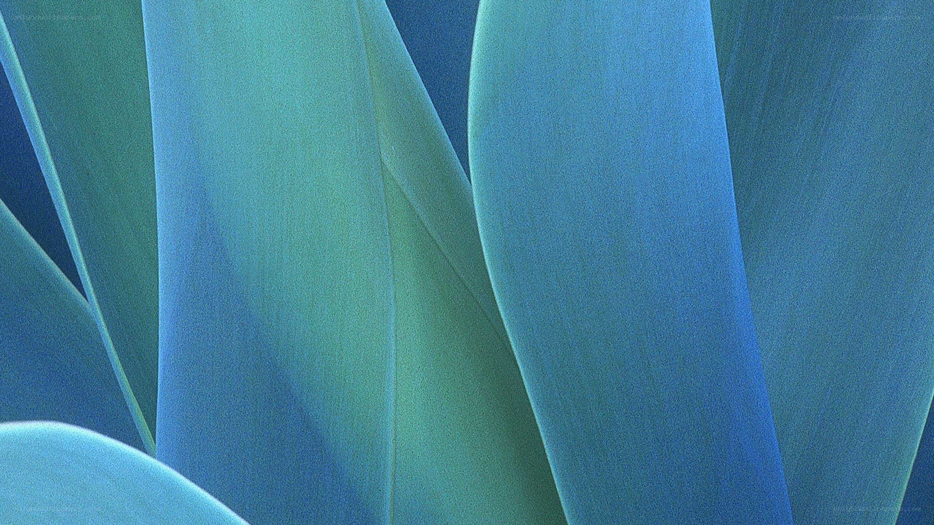 blue-green leaf textures