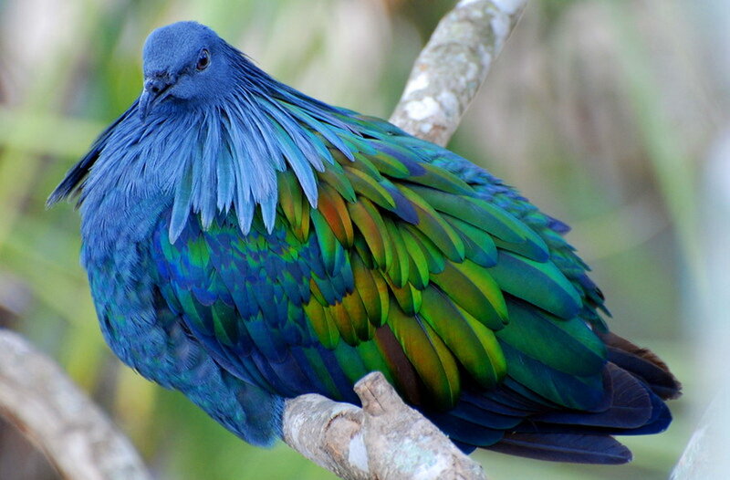 Blue-green Pigeon