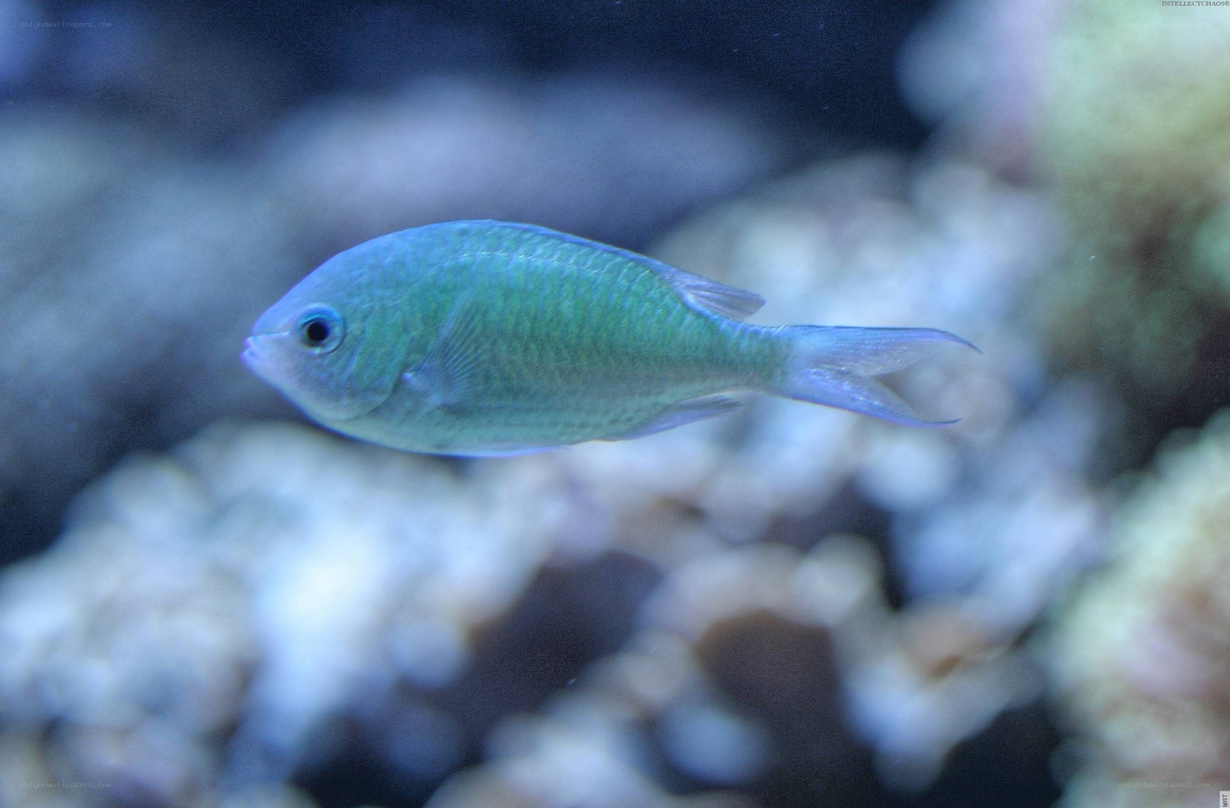 blue-green reef fish