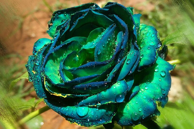 Blue-green Rose Flower