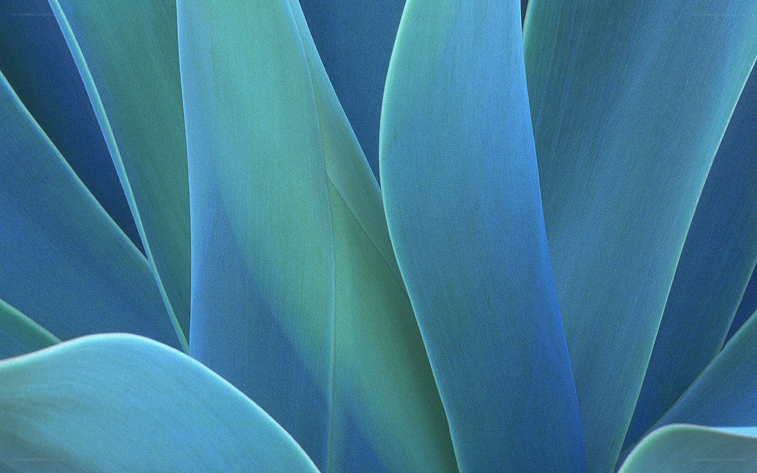 blue-green succulent leaves