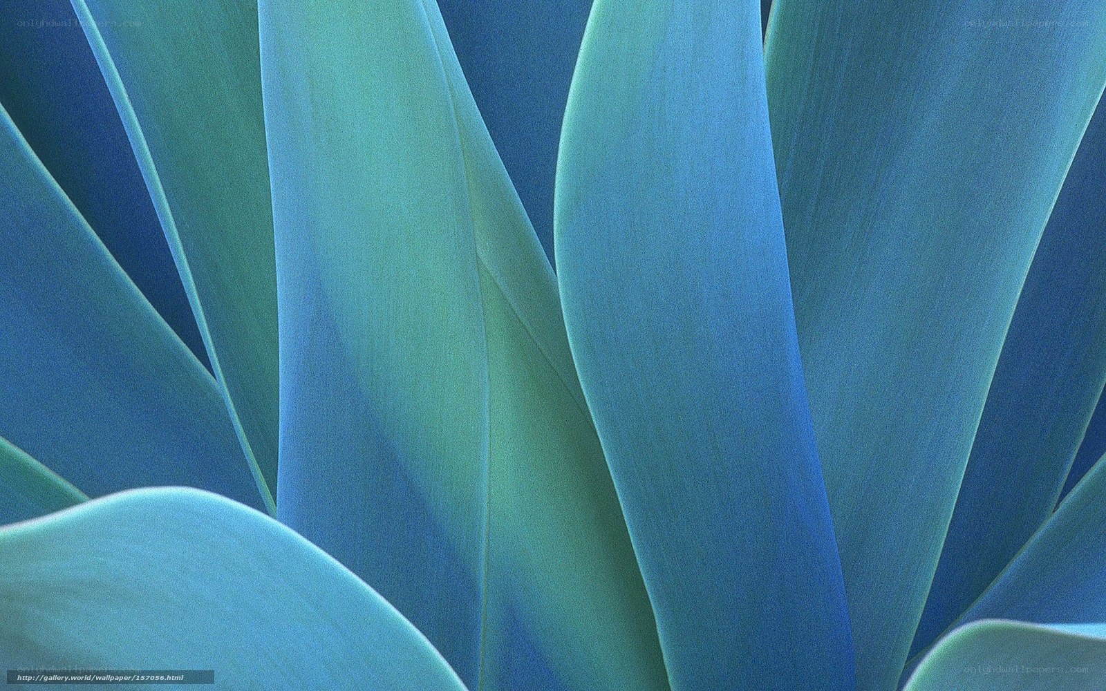 Blue-green succulent leaves