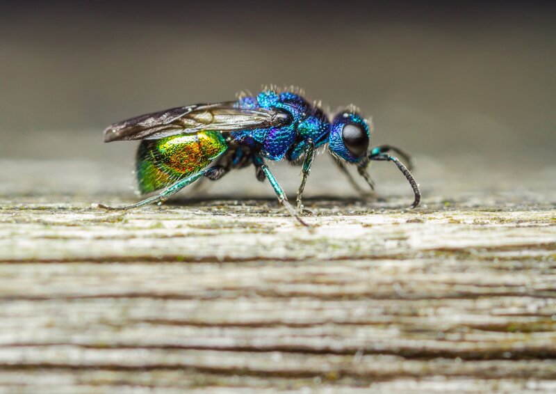 Blue-green Wasp