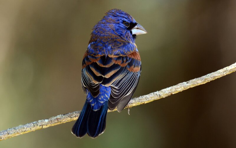 Blue Grosbeak Bird
