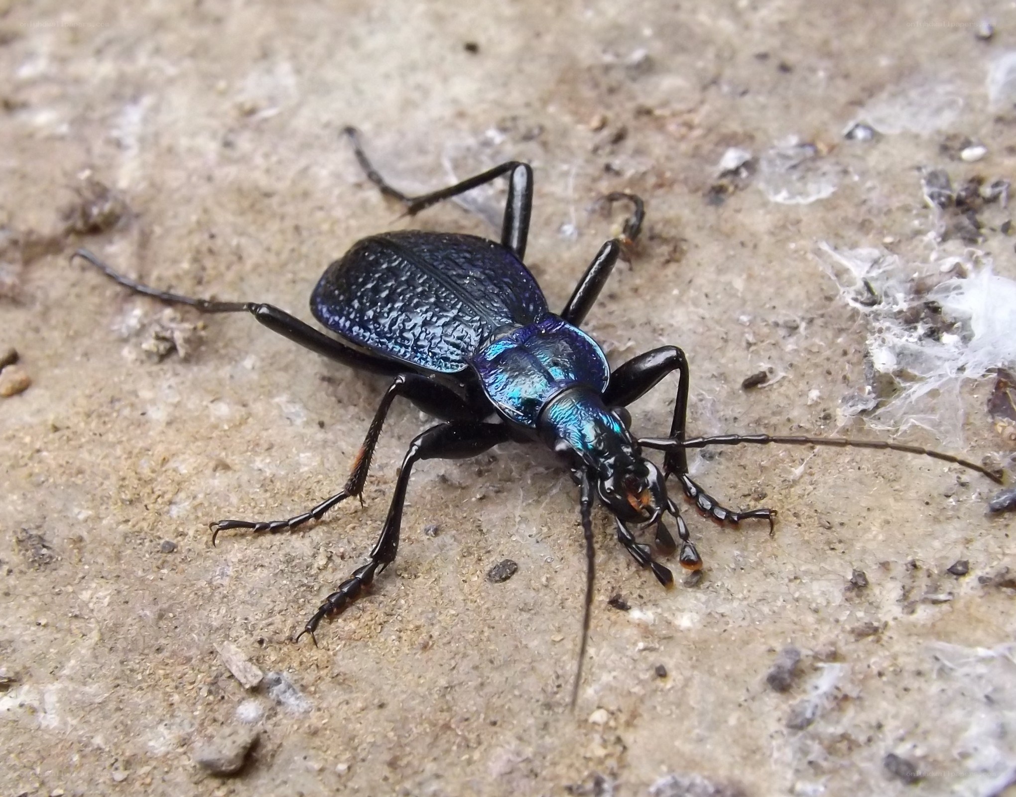 blue ground beetle on concrete