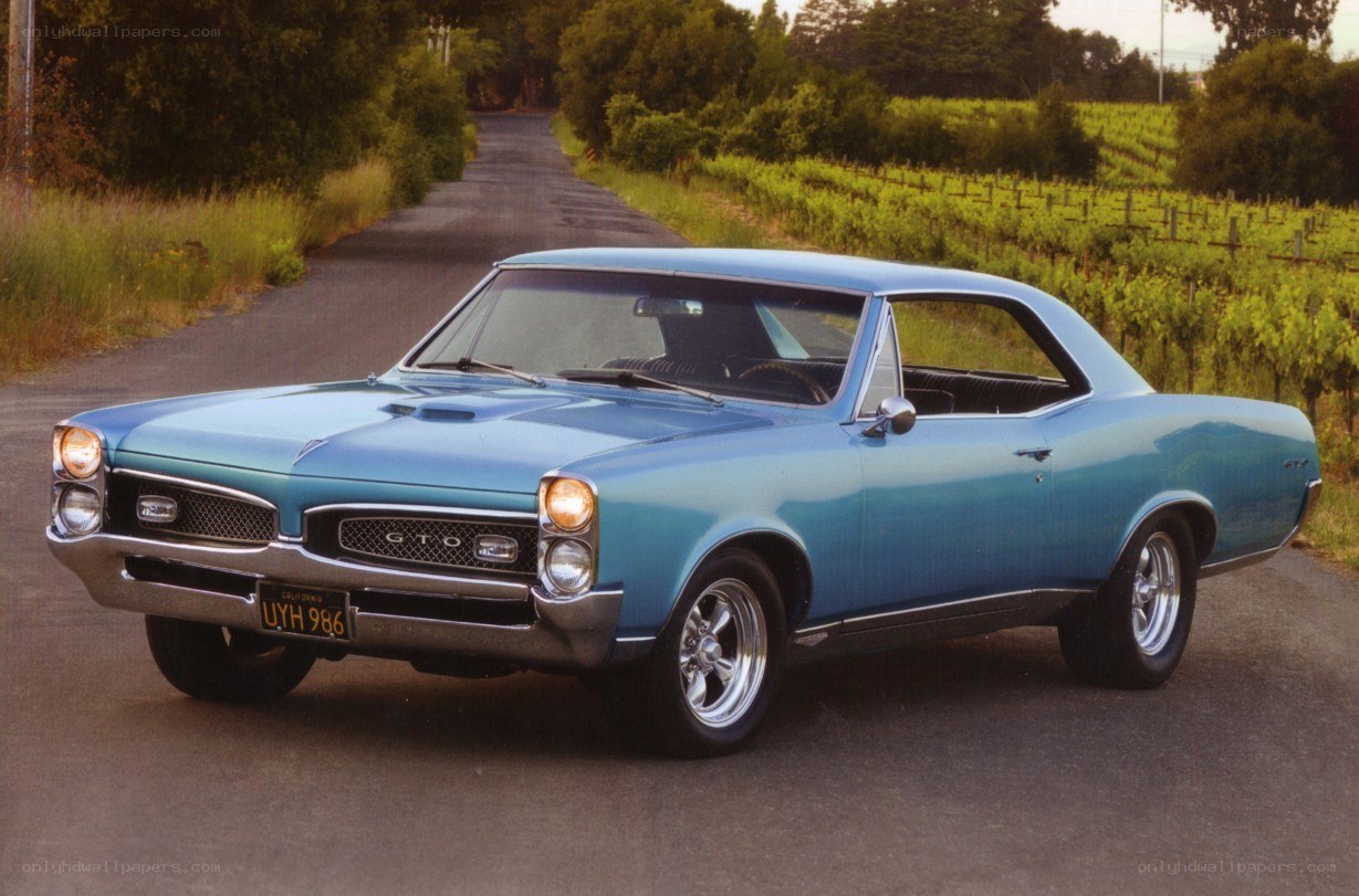 Blue GTO in vineyard