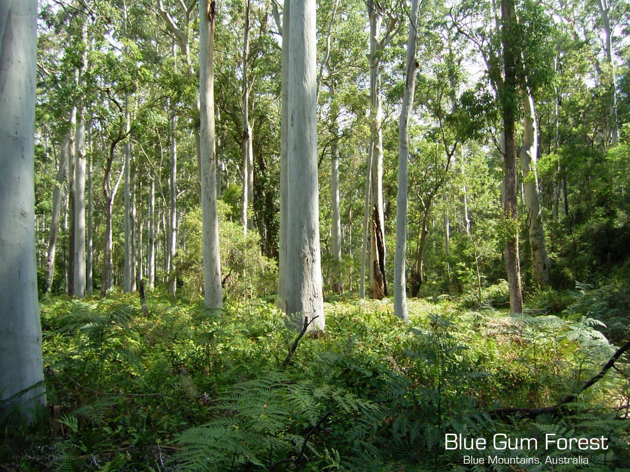 Blue Gum Forest in Australia
