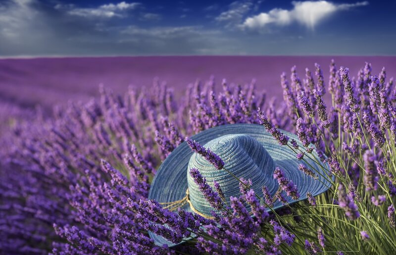 Blue Hat in Lavender Field