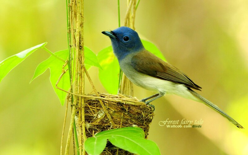 blue-headed bird on nest