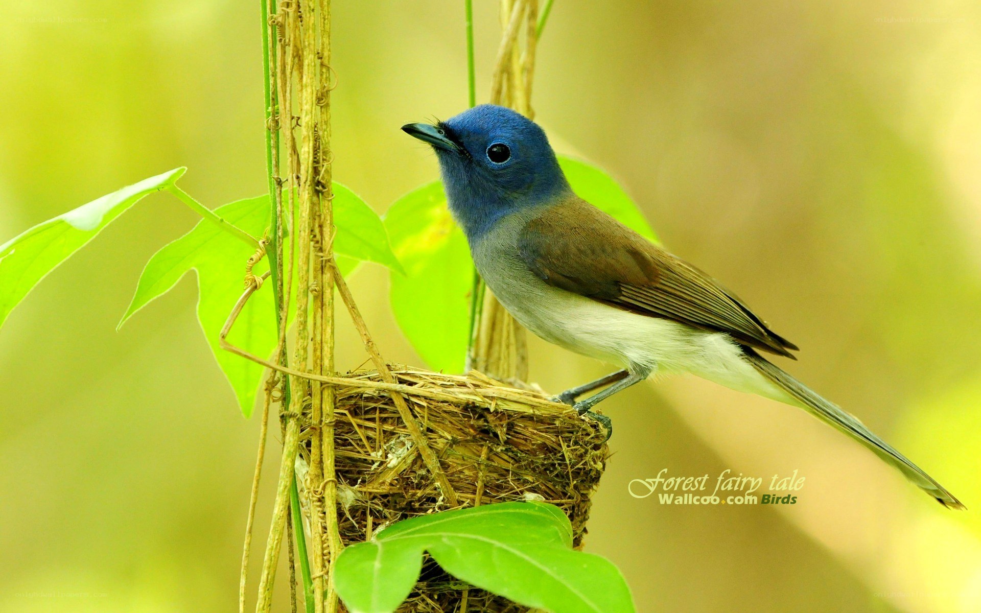 blue-headed bird on nest