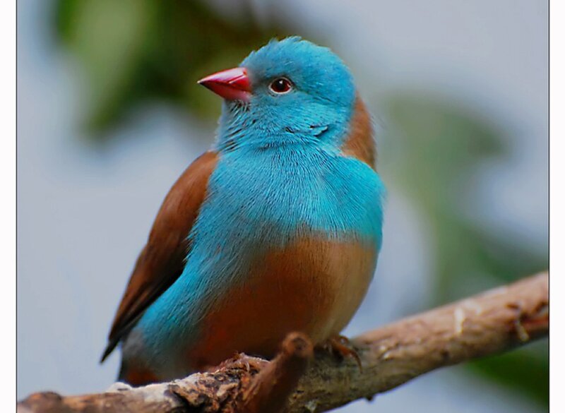Blue-headed Finch