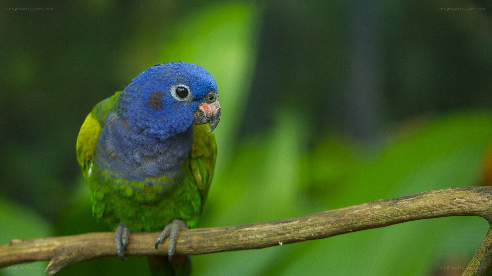 blue-headed parrot on branch