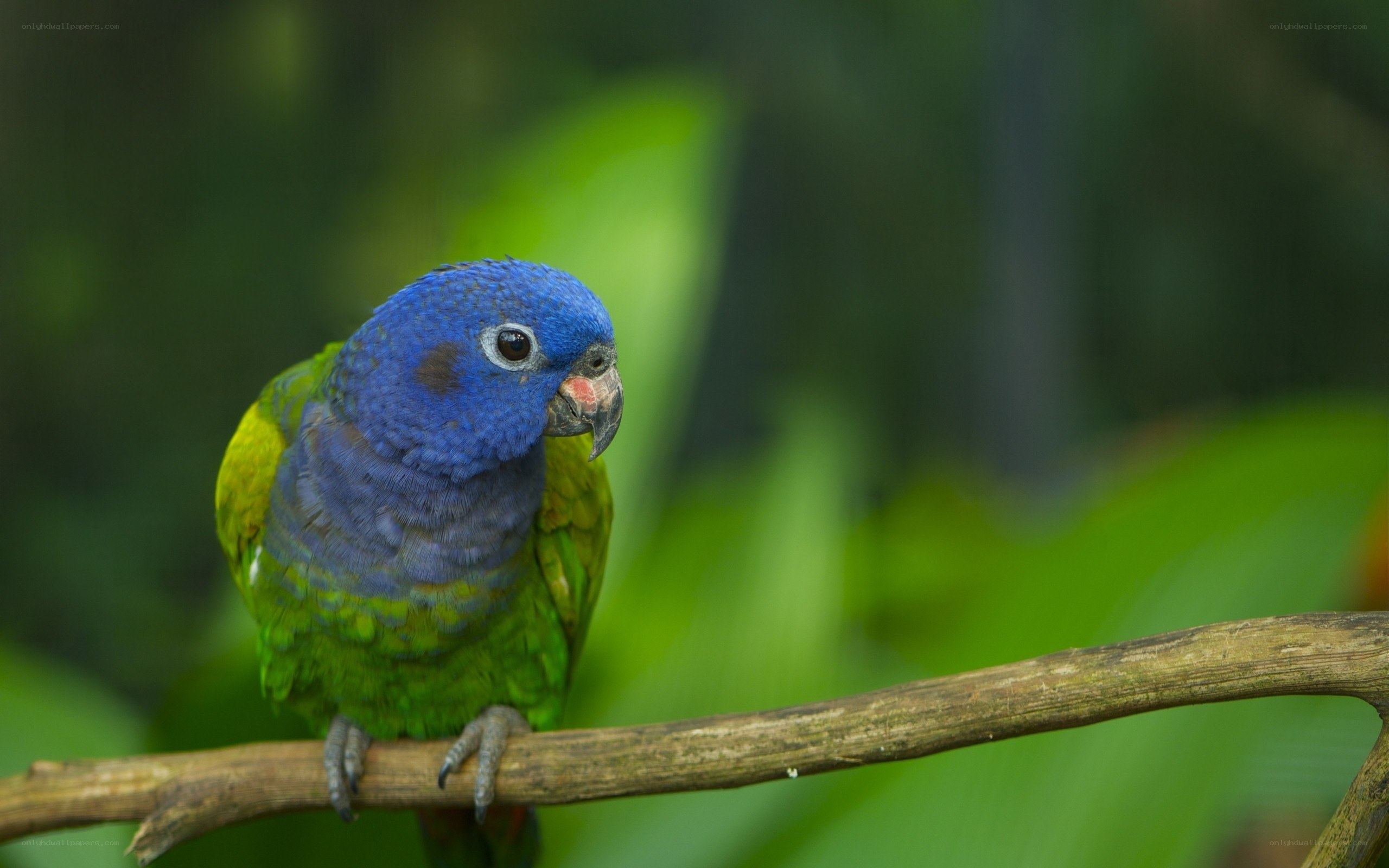 blue-headed parrot on branch