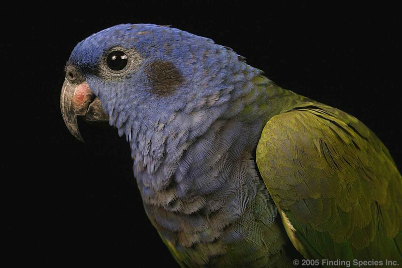 blue-headed parrot portrait