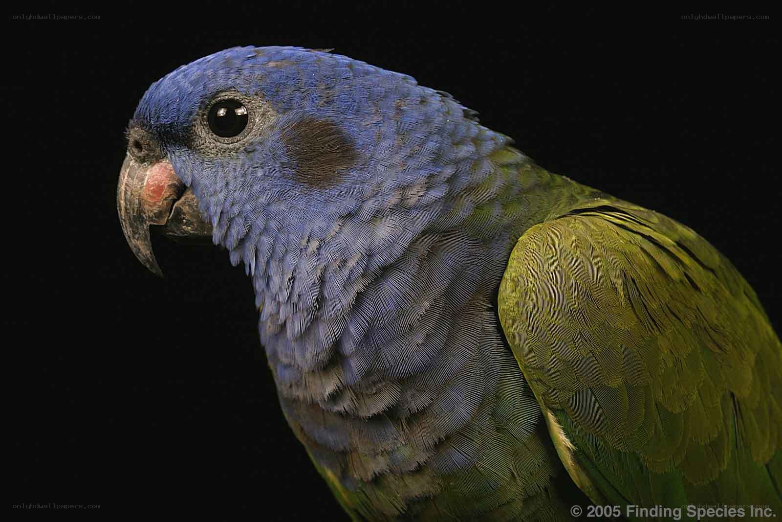 blue-headed parrot portrait