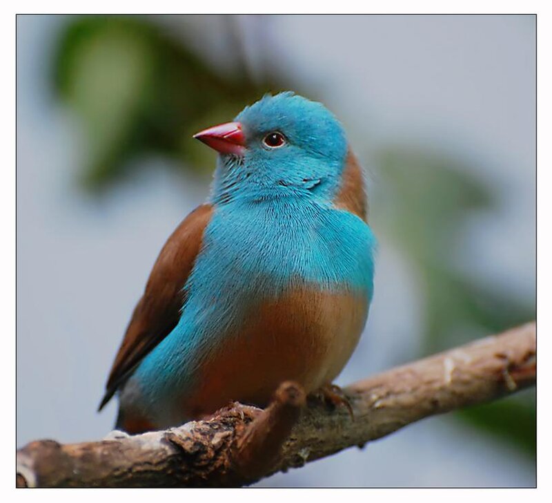 Blue-headed Parrotfinch — Blue, Calm
