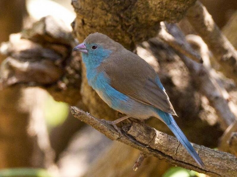 Blue-headed Parrotfinch — Blue