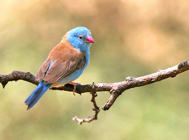 Blue-headed Parrotfinch