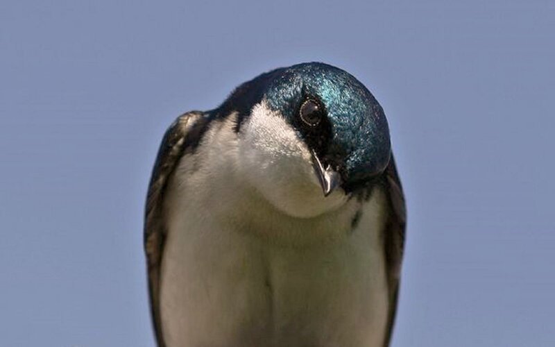 Blue-headed Swallow