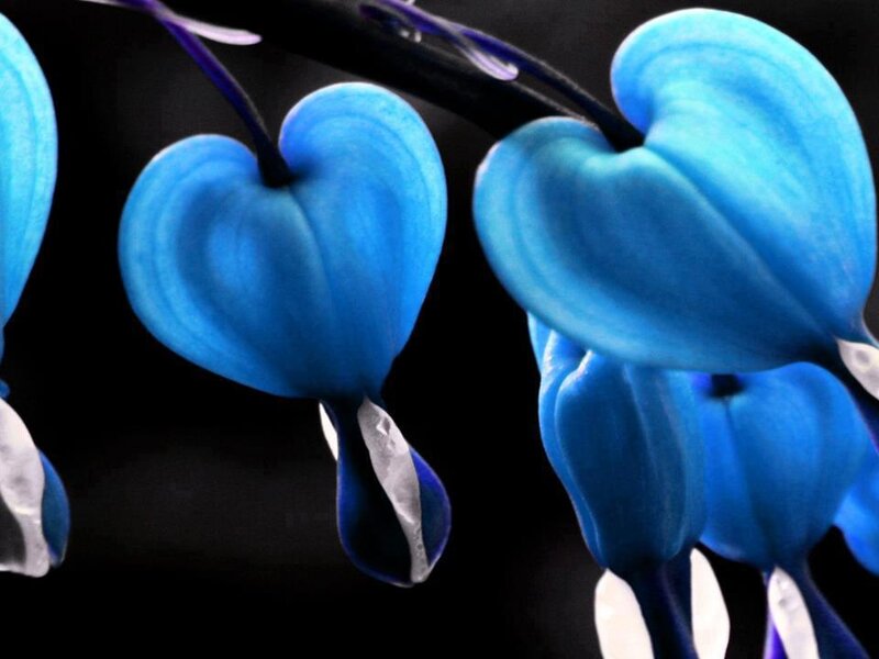 Blue Heart-shaped Flowers — Dramatic