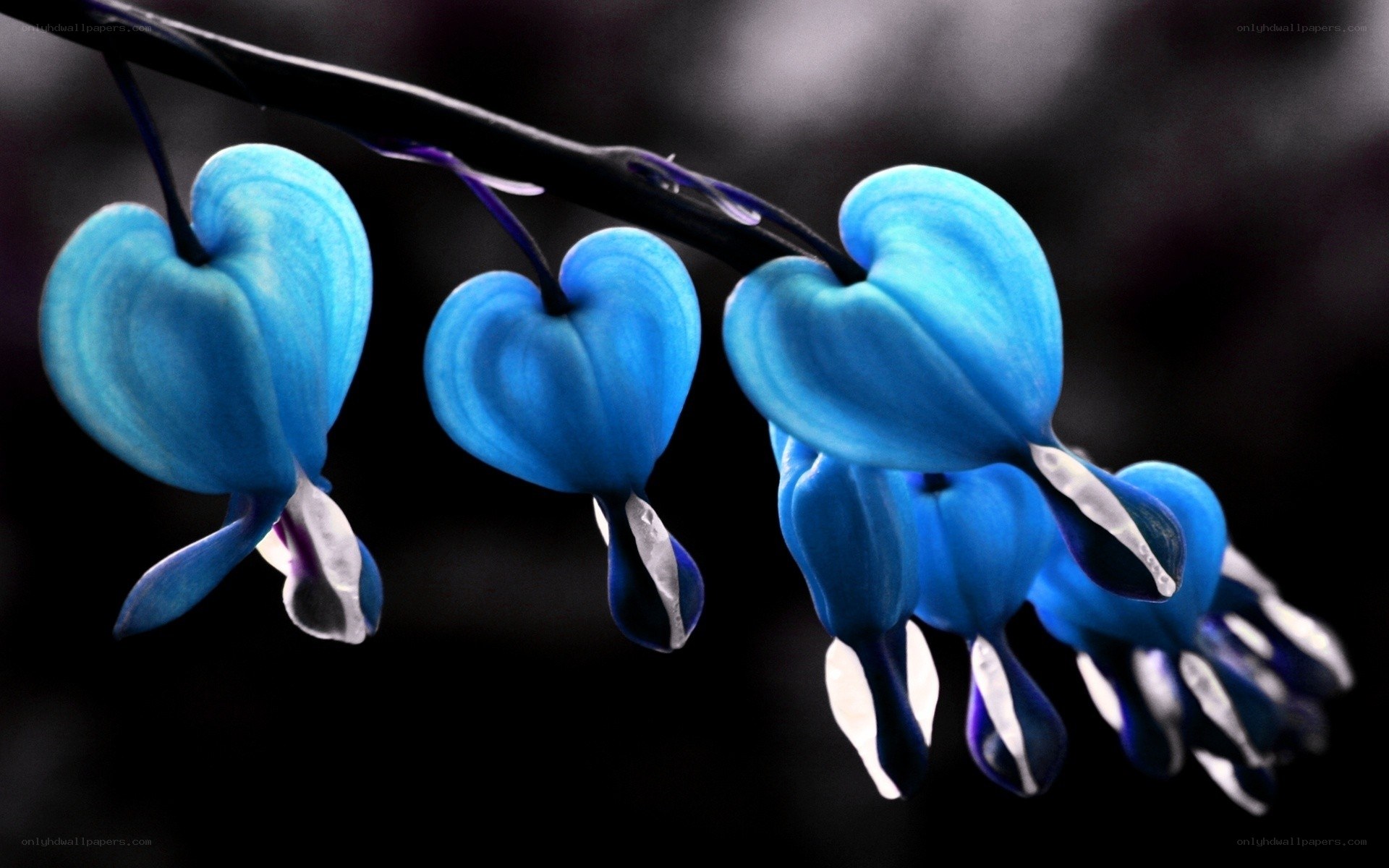 blue heart-shaped flowers