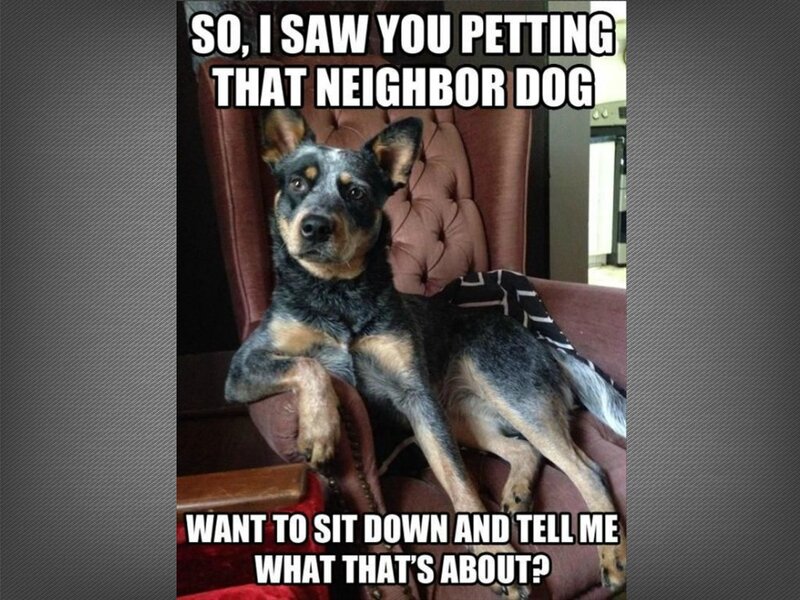 Blue Heeler Dog — Black