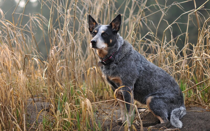 Blue Heeler Dog — Gray, Alert