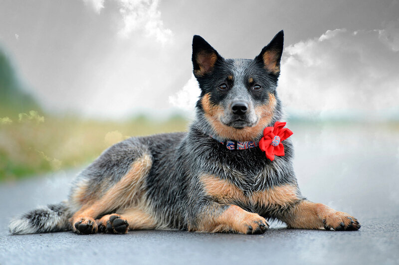 Blue Heeler Dog — Gray, Calm, Photograph