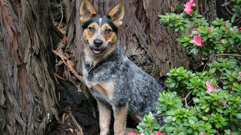 Blue Heeler Dog — Gray, Calm, Spring, Photograph
