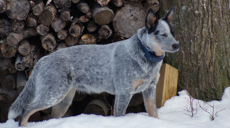 Blue Heeler Dog — Gray, Calm