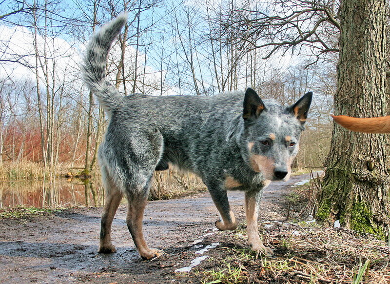 Blue Heeler Dog — Gray, Natural