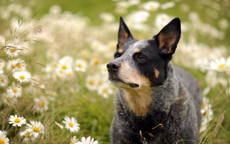 Blue Heeler Dog — Gray, Serene