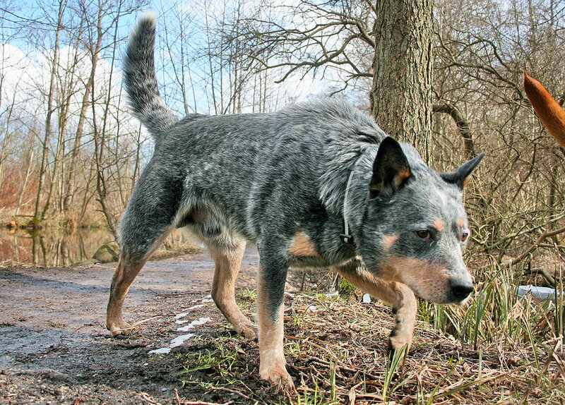 Blue Heeler Dog — Gray