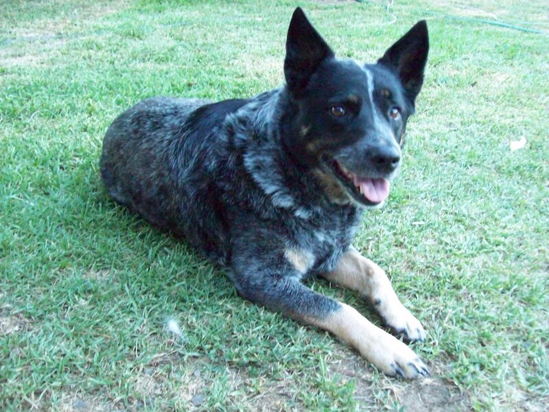 Blue Heeler Dog — Green