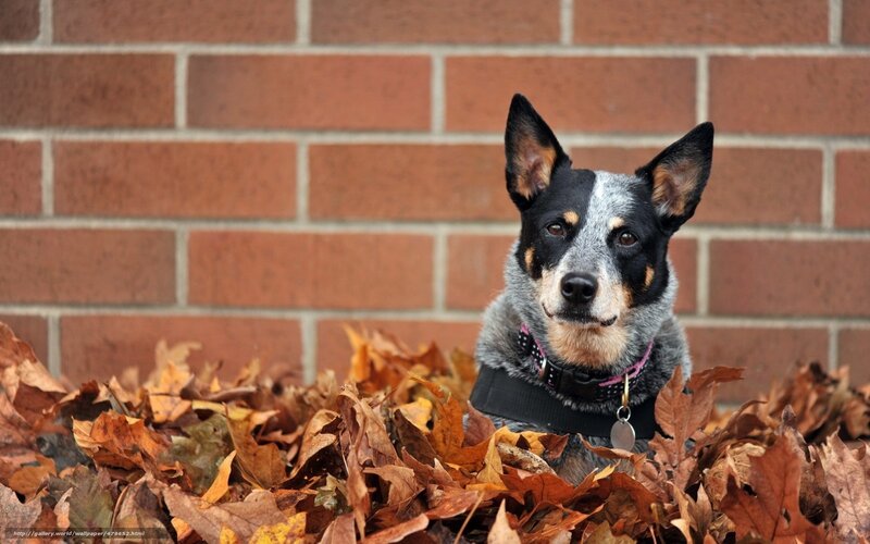 Blue Heeler Dog in Leaves — Brown, Calm