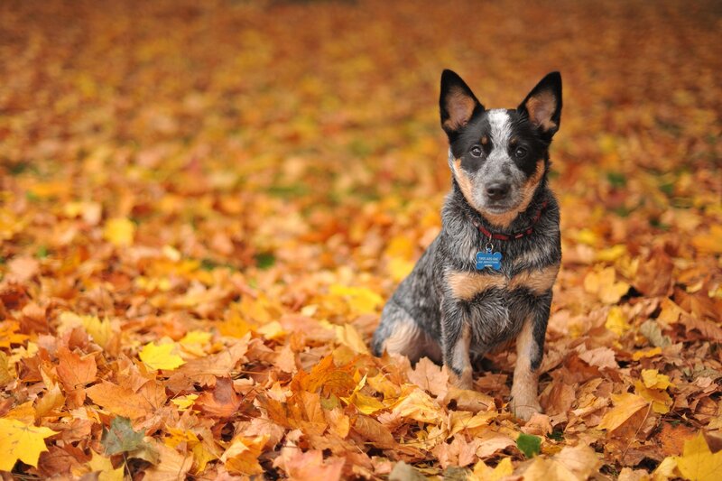 Blue Heeler Dog in Leaves — Orange, Calm