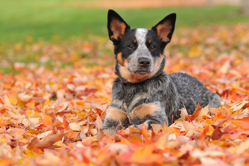Blue Heeler Dog in Leaves — Orange