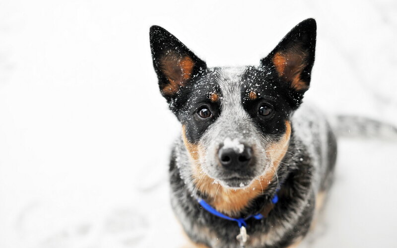 Blue Heeler Dog in Snow