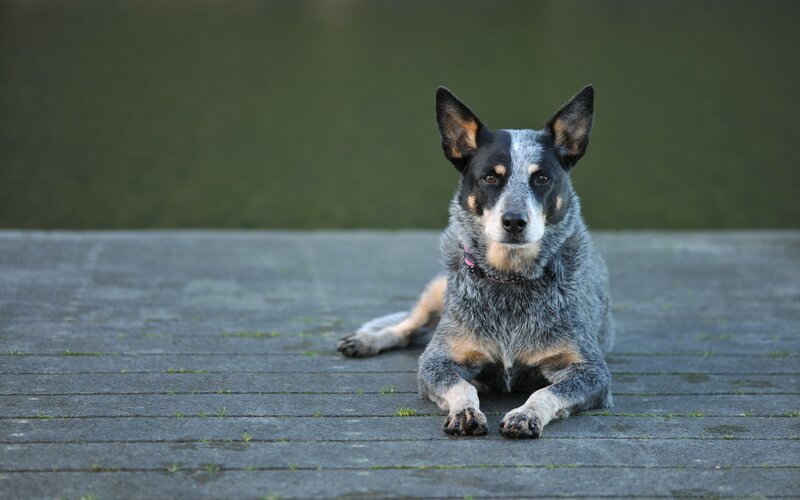 Blue Heeler Dog Lying — Gray