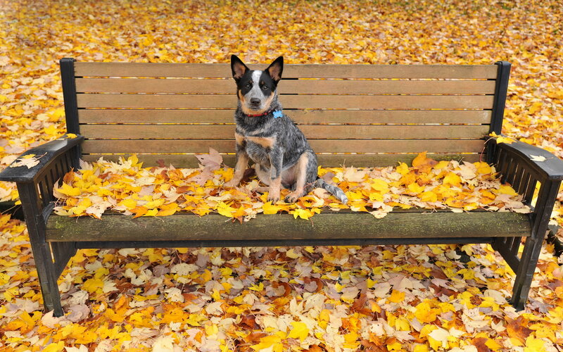 Blue Heeler Dog on Bench