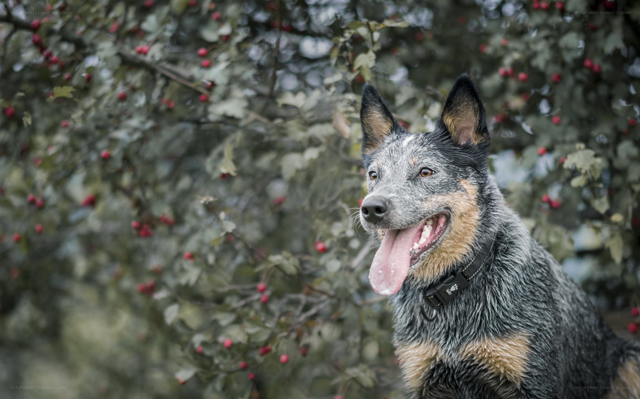 blue heeler dog outdoors