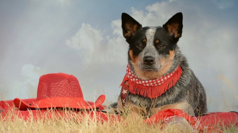 Blue Heeler Dog — Red