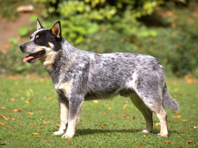 Blue Heeler dog standing on grass
