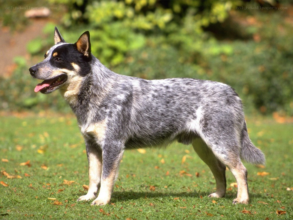 Blue Heeler dog standing on grass