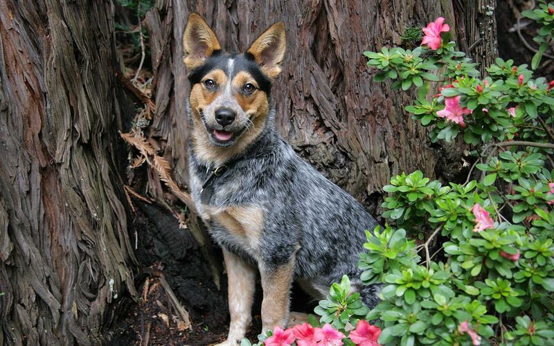 Blue Heeler Dog