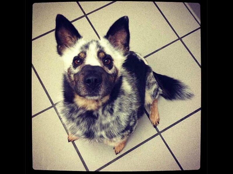 Blue Heeler Dog — White
