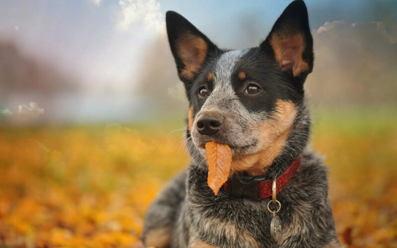 Blue Heeler Dog with Leaf