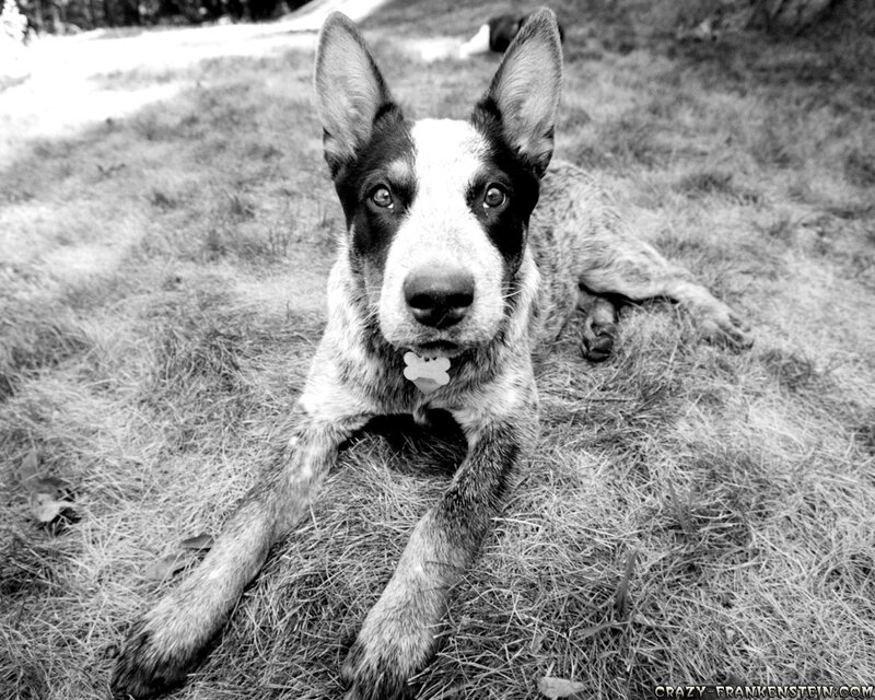 Blue Heeler Puppy — Black, Calm