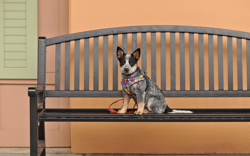 Blue Heeler Puppy — Black